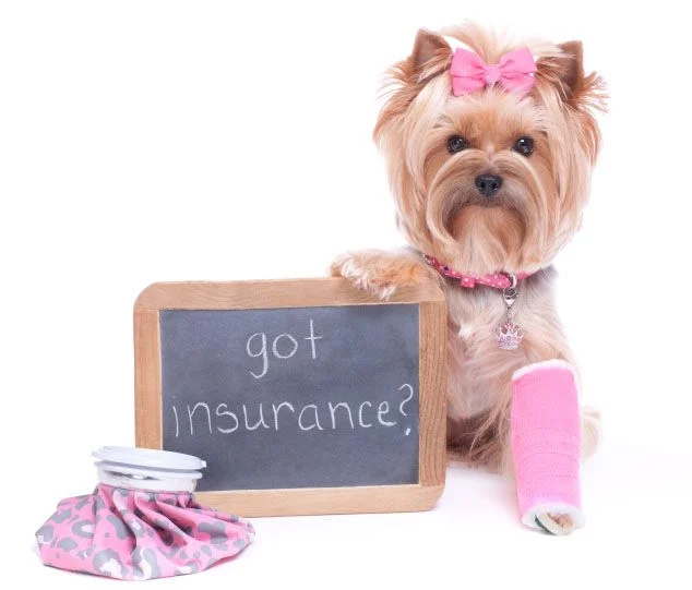 2024: Pet Insurance Refresher